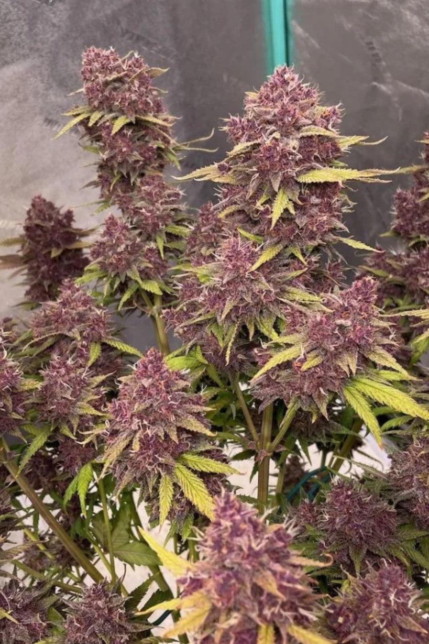 Fast Buds Banana Purple Punch Fem Auto 3St.