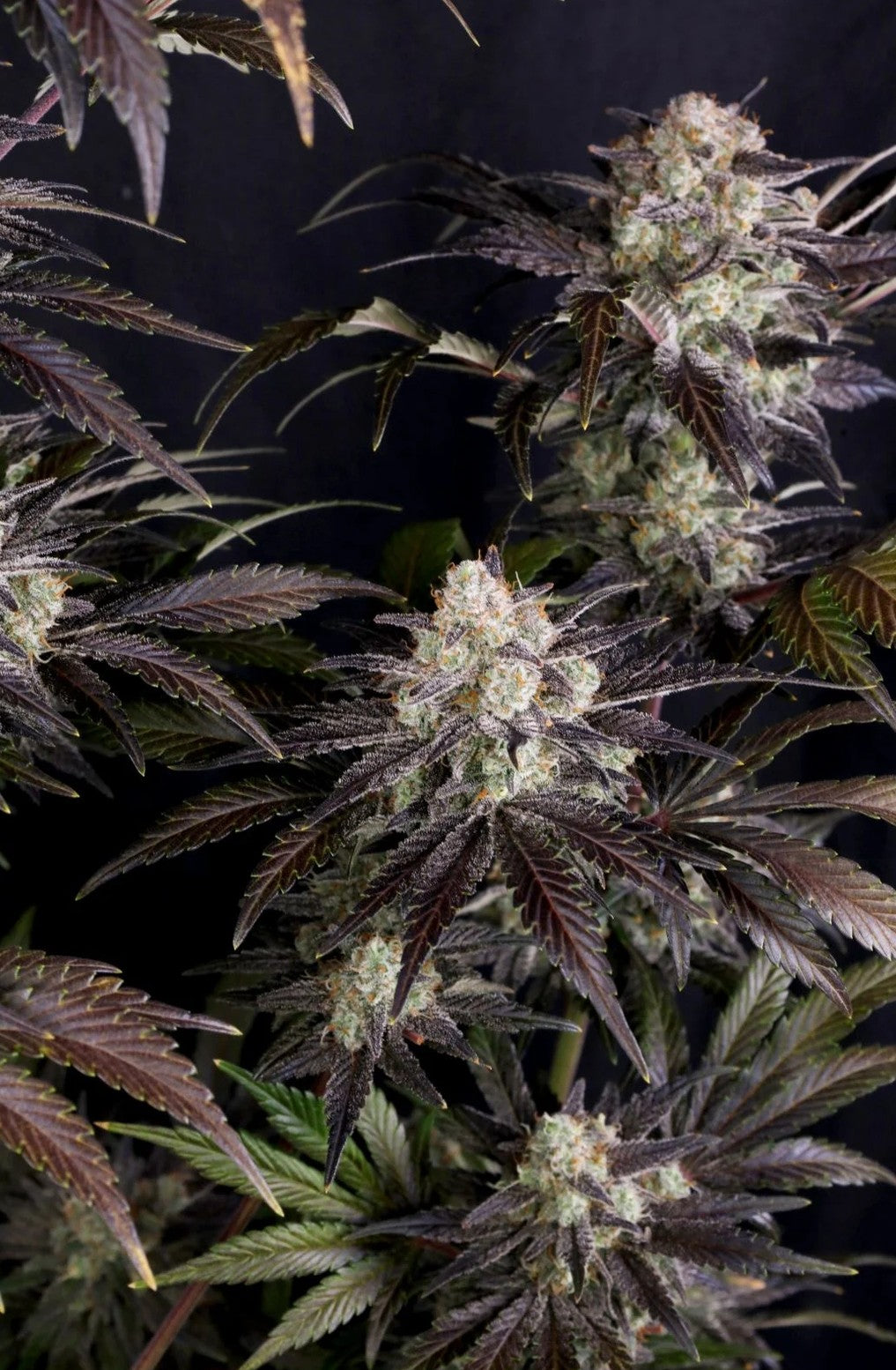 Fast Buds Frostbanger Auto F4 Fem 3St.