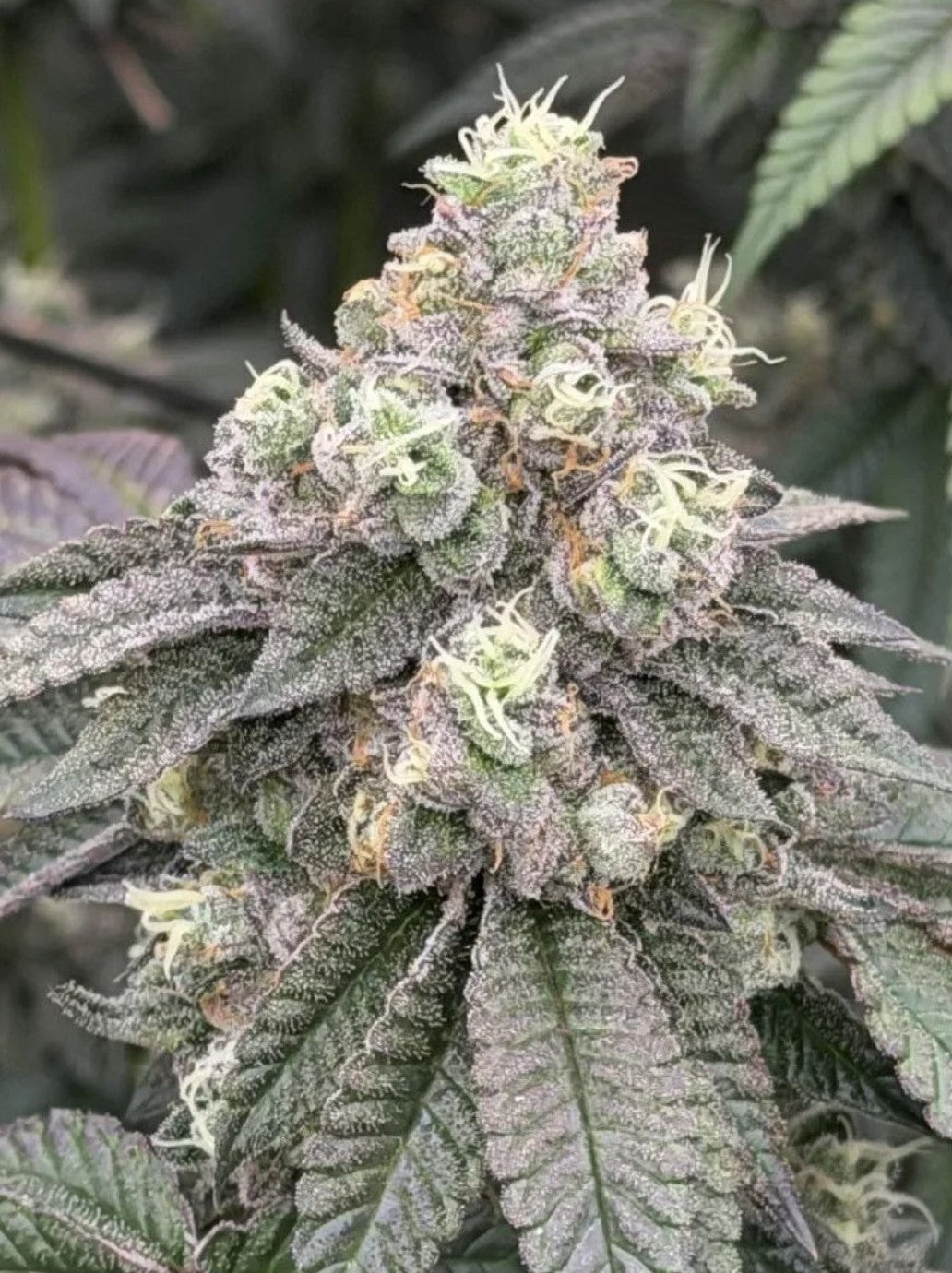 Fast Buds Garlic Mint Sherbet Fem 3St.
