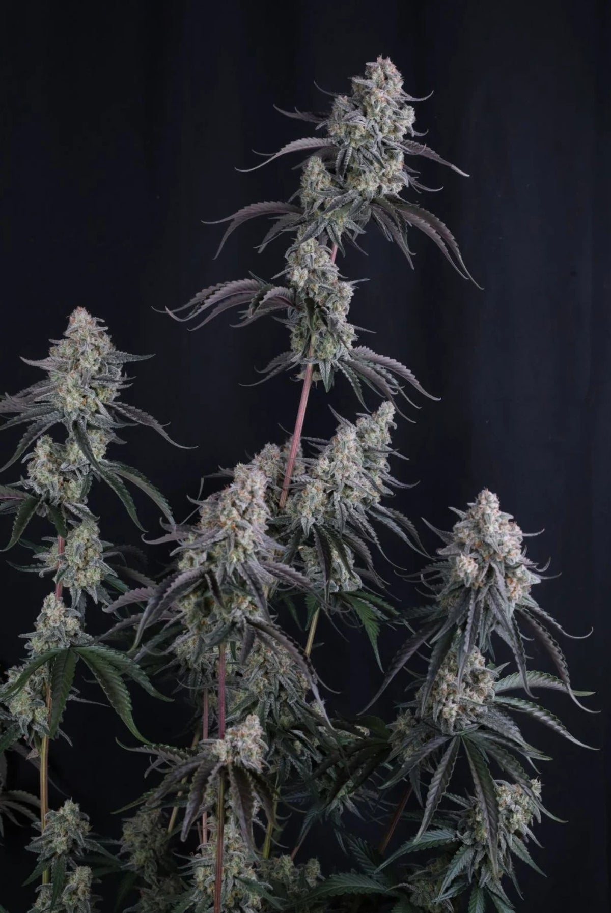 Fast Buds Pineapple OG Fem Auto 3St.