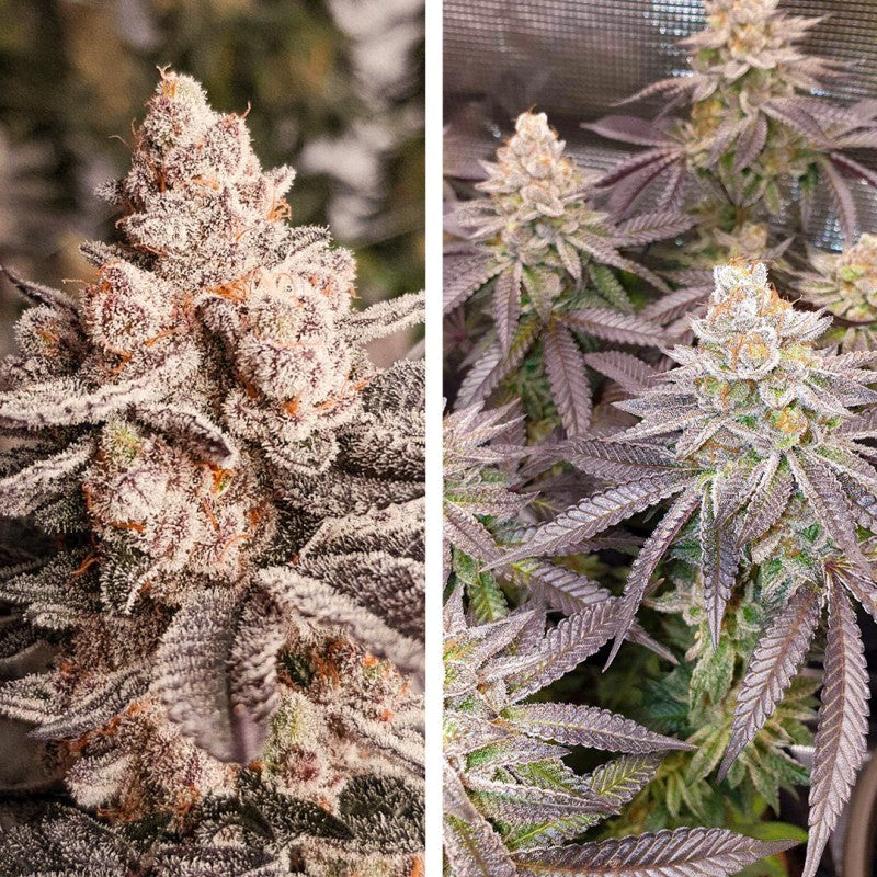 Dutch Passion Orange Bud 2.0 Fem 3St.