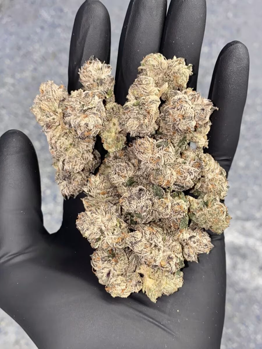 Cipher Genetics Schedule Z Fem 3St.