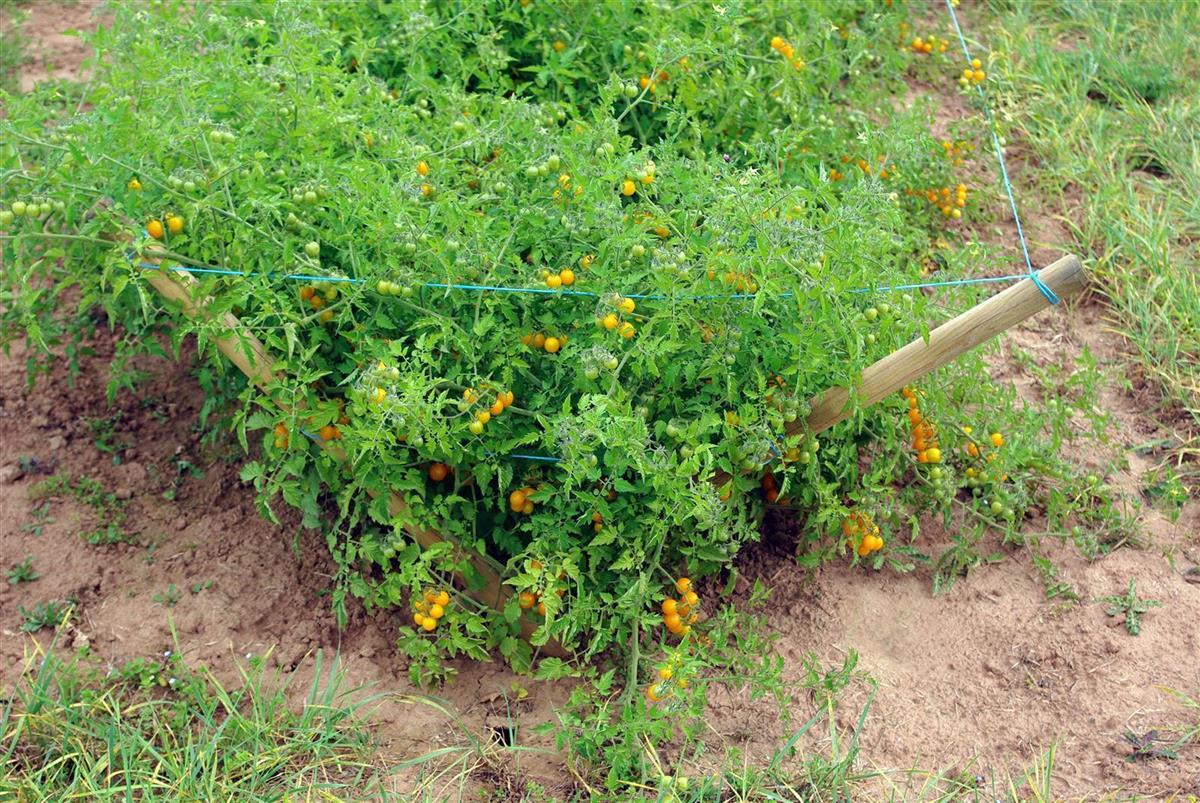 Wildtomate Golden Currant