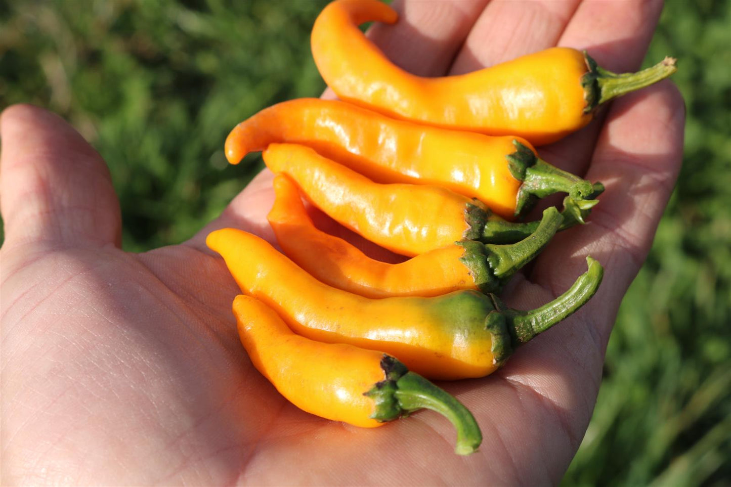 Chili Cayorange
