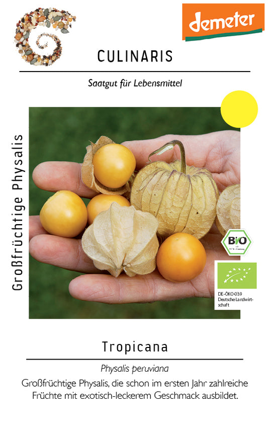 Großfrüchtige Physalis Tropicana