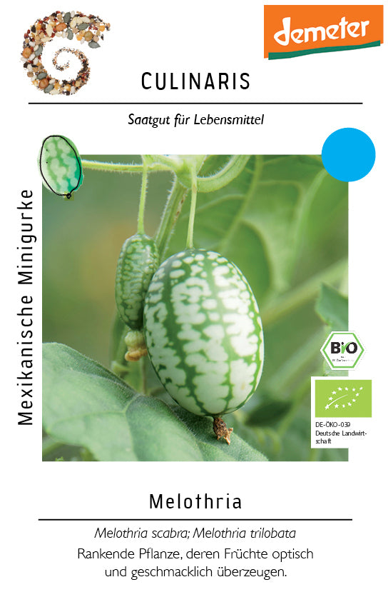 Mexikanische Minigurke