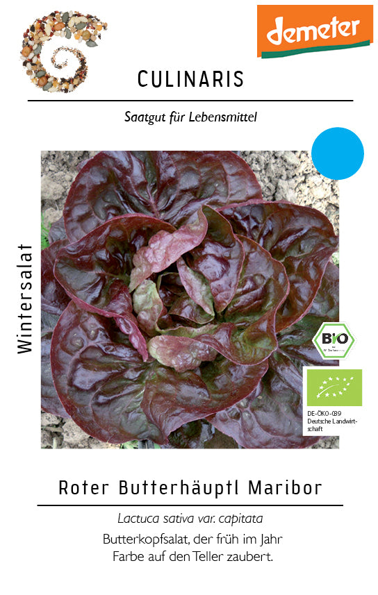 Wintersalat Roter Butterhäuptl Maribor