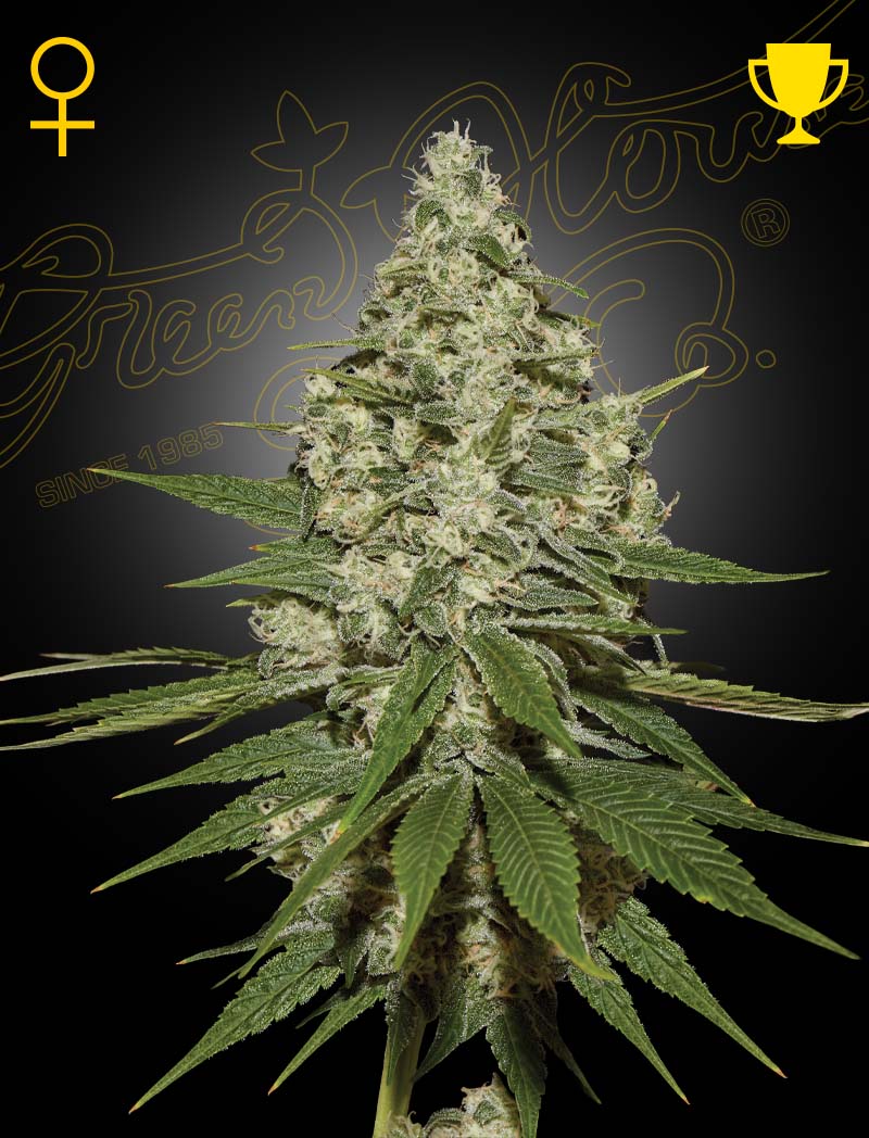 Green House Seed Co. Super Lemon Haze Fem. 3St.