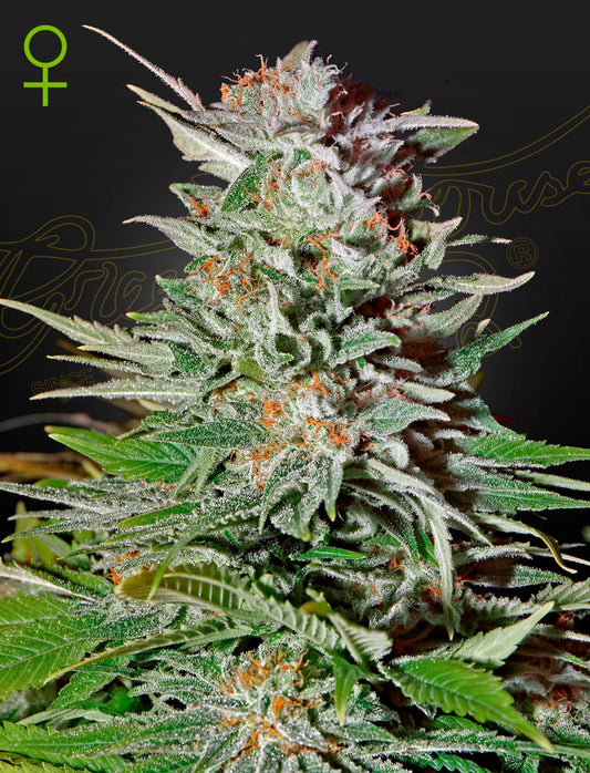 Green House Seed Co. Super Lemon Haze Auto Fem. 3St.