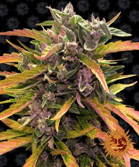 Barneys Farm Gorilla Glue Auto Fem. 3St.