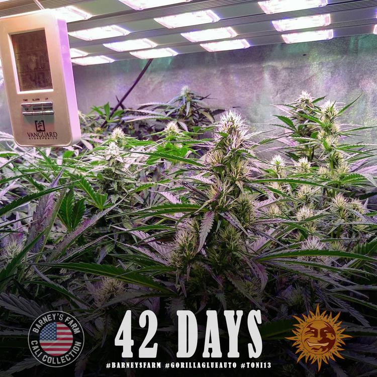 Barneys Farm Gorilla Glue Auto Fem. 3St.