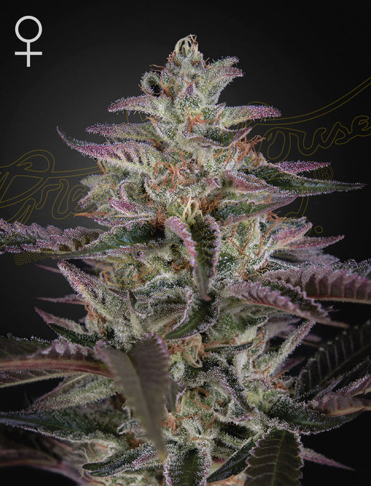 Green House Seed Co. Banana Krumble Fem. 3St.
