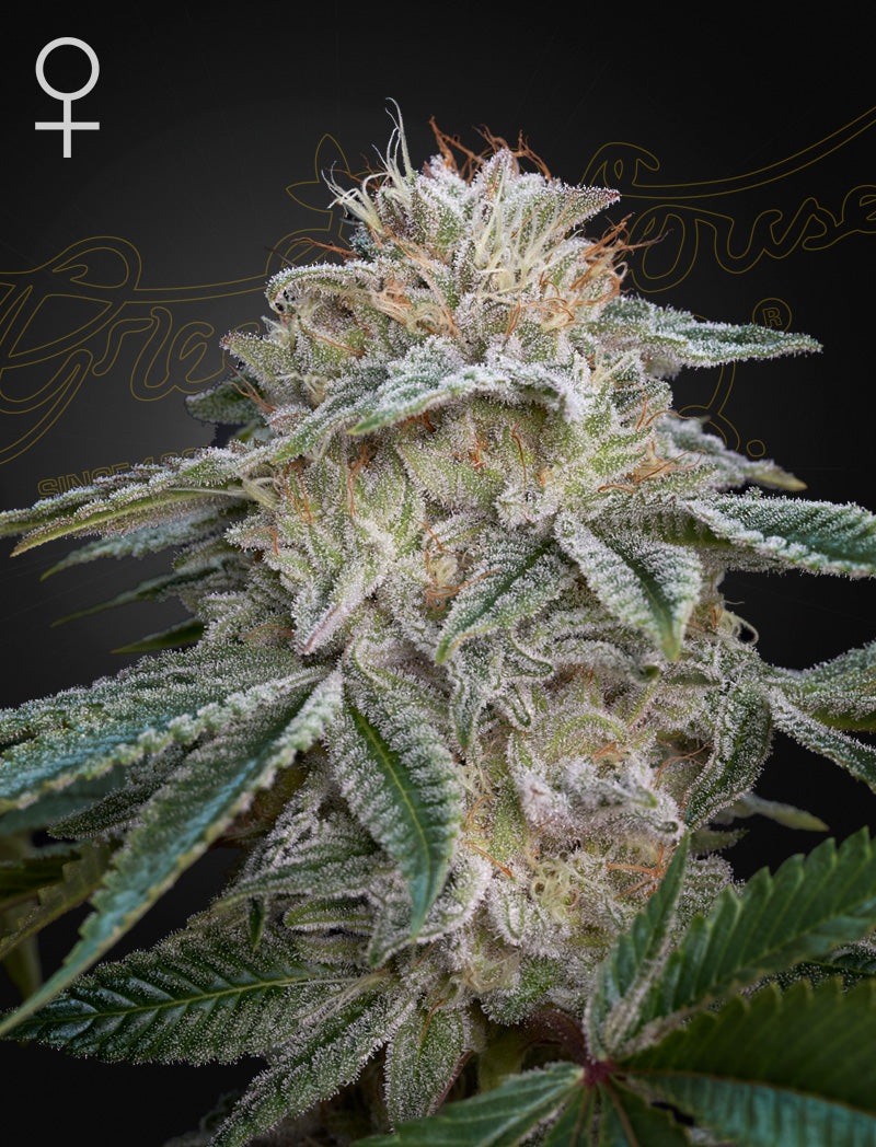 Green House Seed Co. Super Lemon Haze x GMO Fem. 3St.