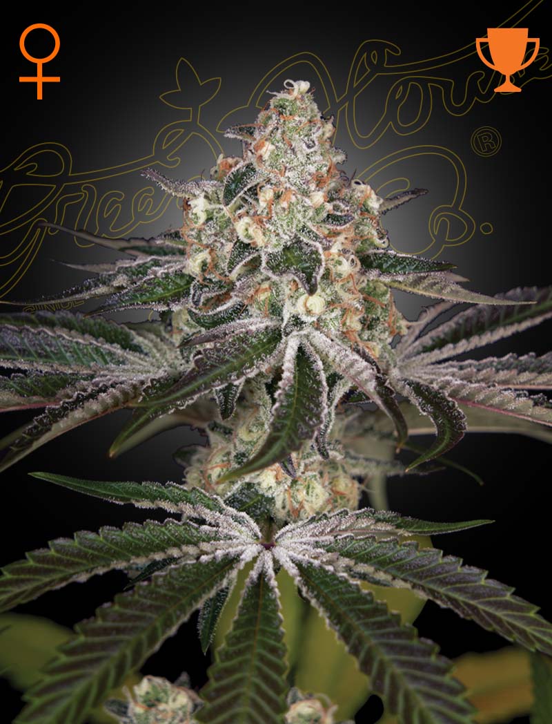 Green House Seed Co. White Widow Fem. 3St.
