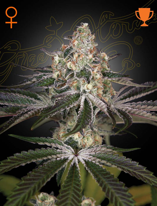 Green House Seed Co. White Widow Fem. 3St.
