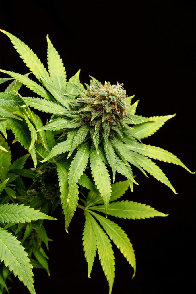 Kannabia Hellfire OG Fem. 3St.