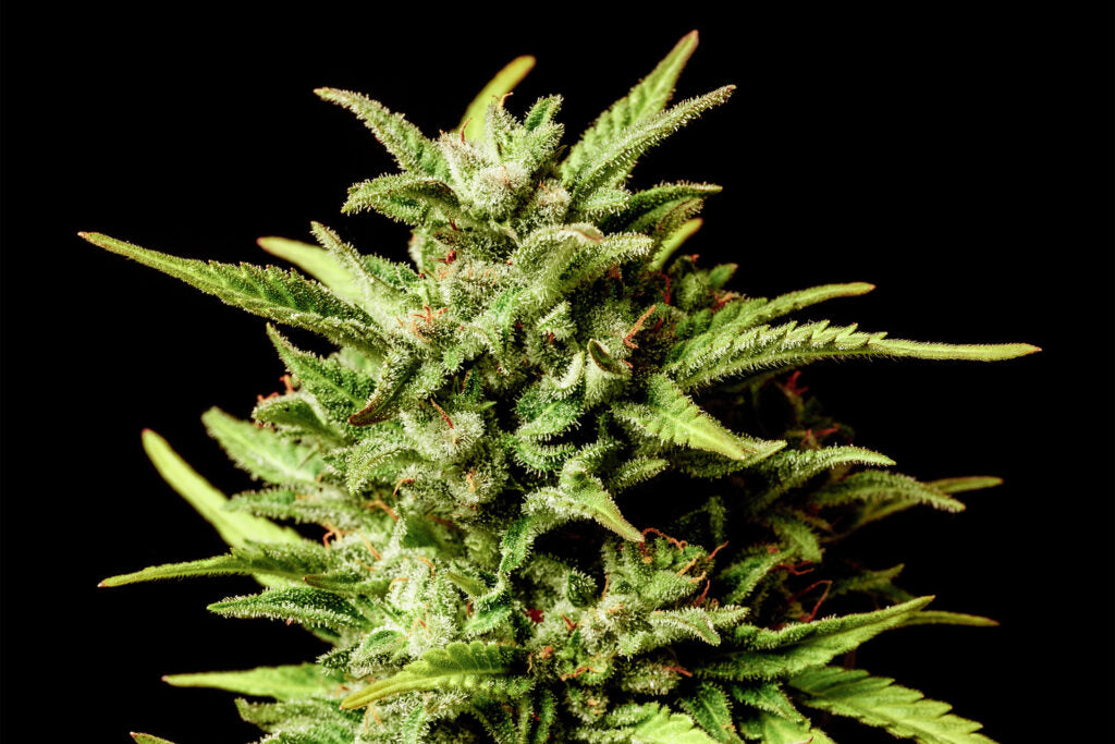 Kannabia Break-Up Cake Auto Fem. 3St.