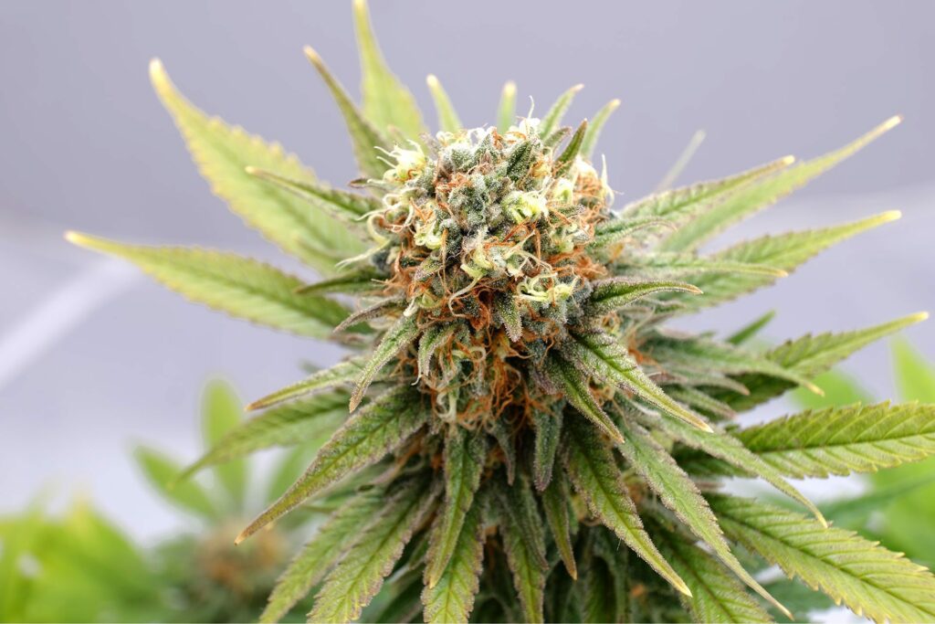 Kannabia GSC Fem. 3St.