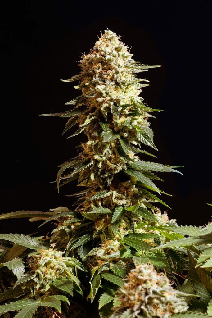 Kannabia La Reina De Africa aka Kabo Fem. 3St.
