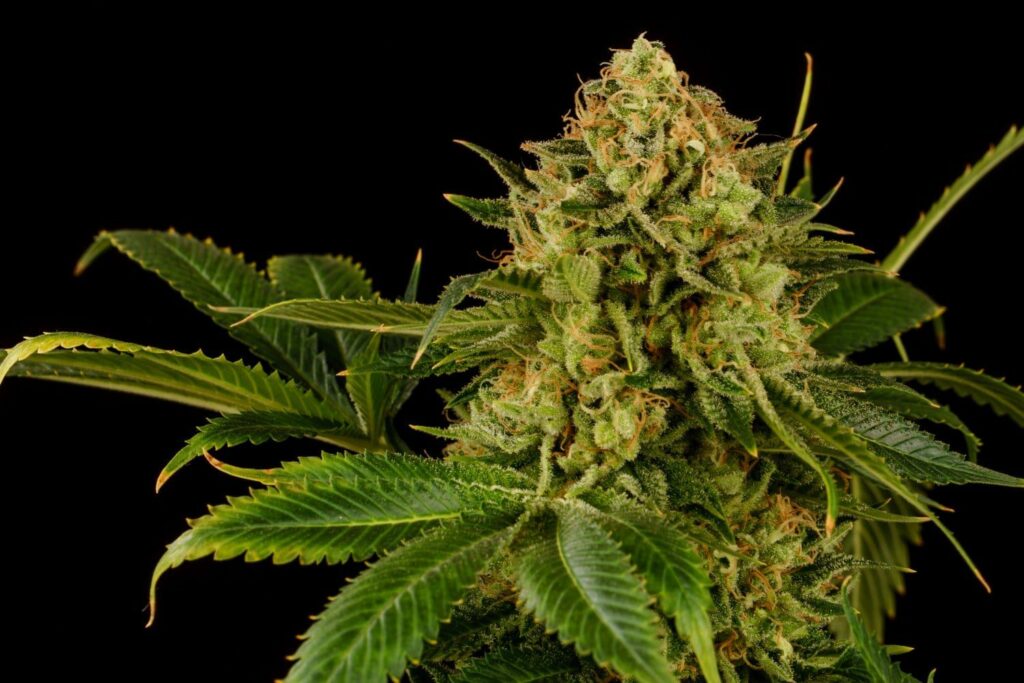 Kannabia Monkey Grease Fem. 3St.