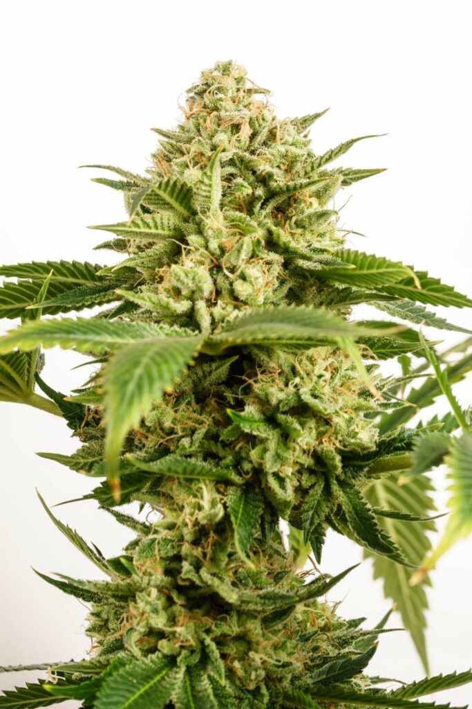 Kannabia Monkey Grease Fem. 3St.