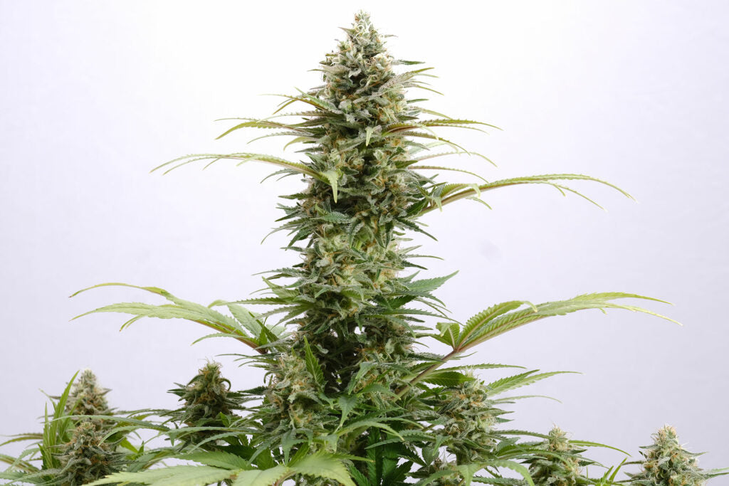 Kannabia Pure Skunk Go Fast Fem. 3St.