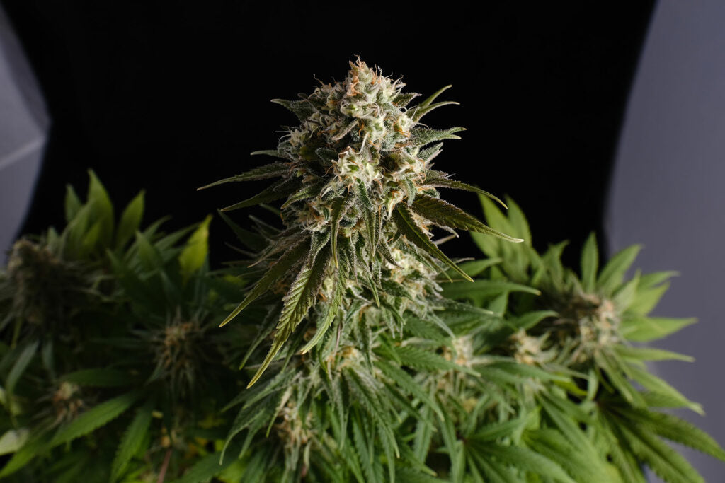 Kannabia Pure Skunk Go Fast Fem. 3St.