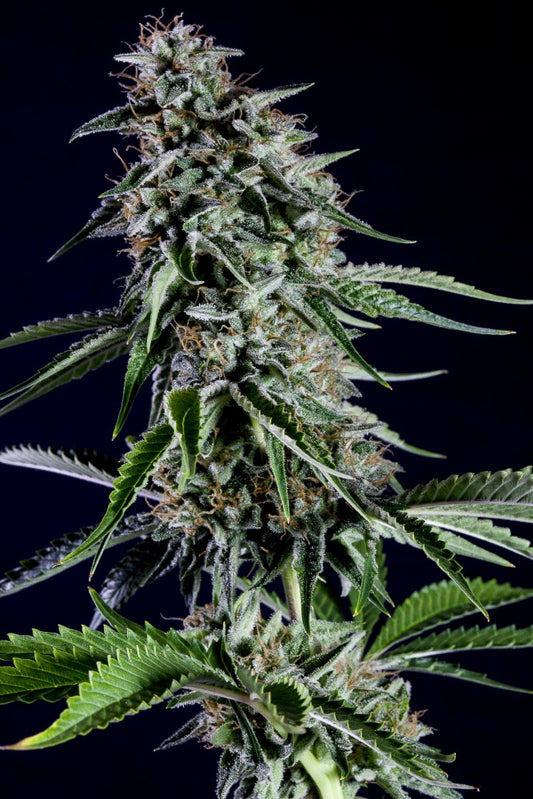 Kannabia Rainbow Sherbet Nr11 Fem. 3St.