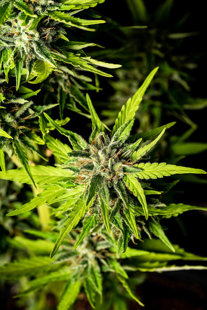 Kannabia Strawberry Haze Auto Fem. 3St.