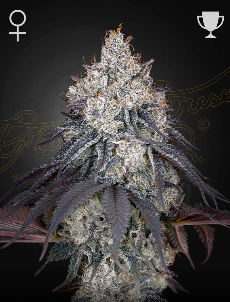 Green House Seed Co. Lemon Orange Fem. 3St.