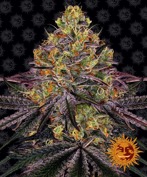 Barneys Farm Watermelon Zkittlez Fem. 3St.