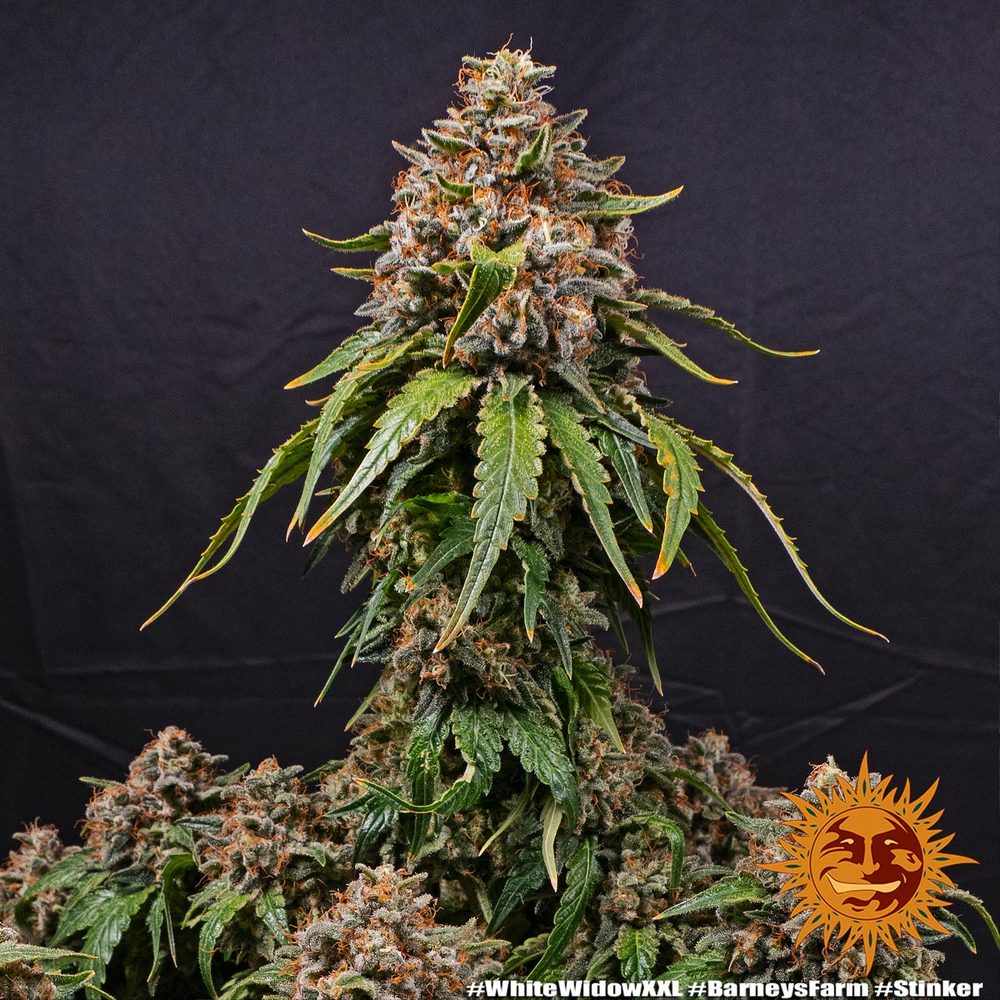 Barneys Farm White Widow XXL Fem. 3St.