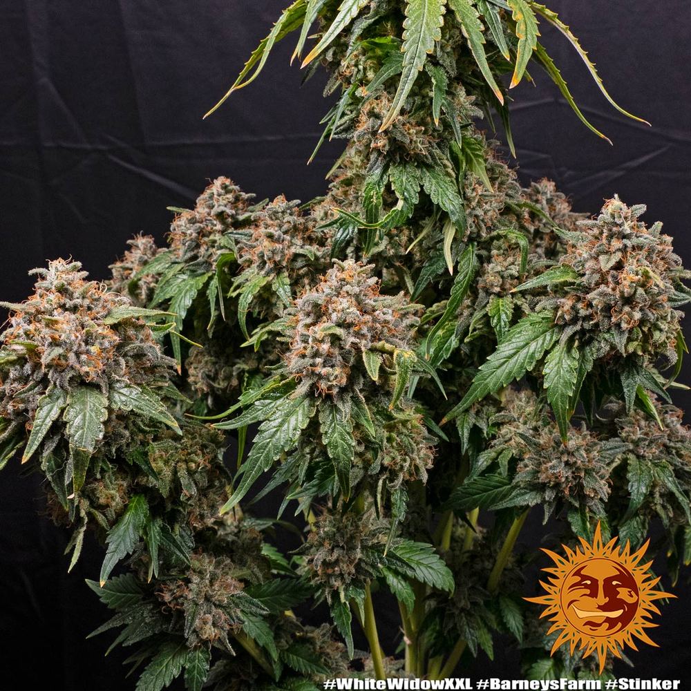 Barneys Farm White Widow XXL Fem. 3St.