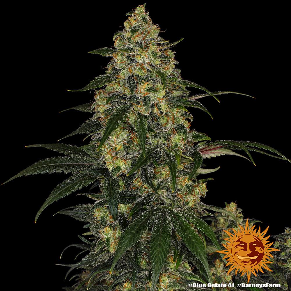 Barneys Farm Blue Gelato 41 Fem. 3St.
