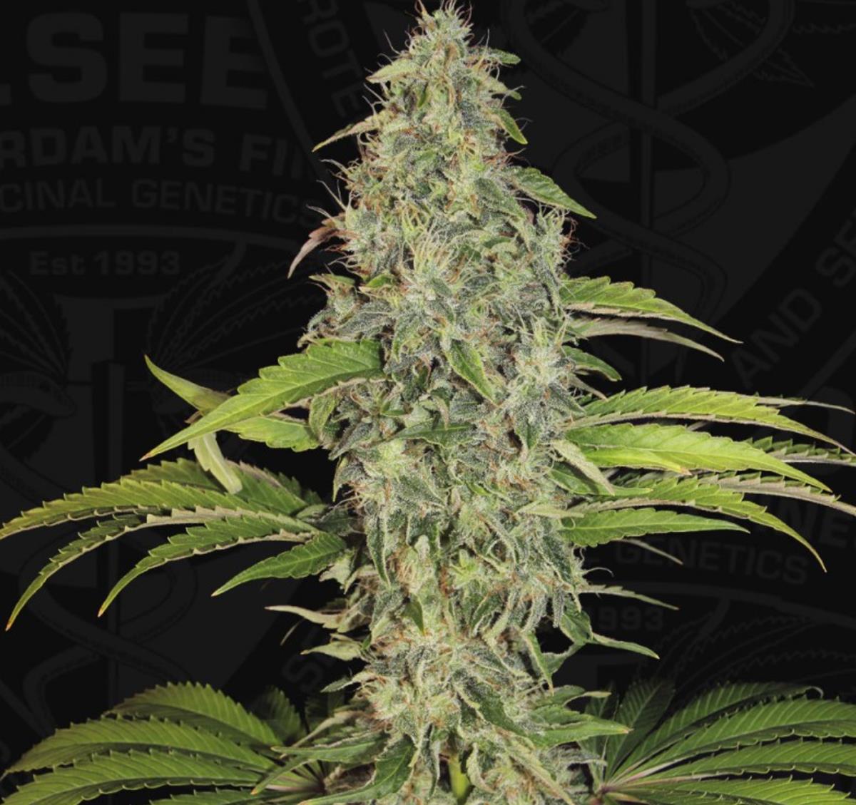 T.H. Seeds S.A.G.E. CBD Fem. 2St.