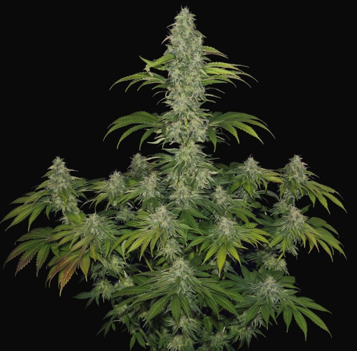 T.H. Seeds S.A.G.E. CBD Fem. 2St.