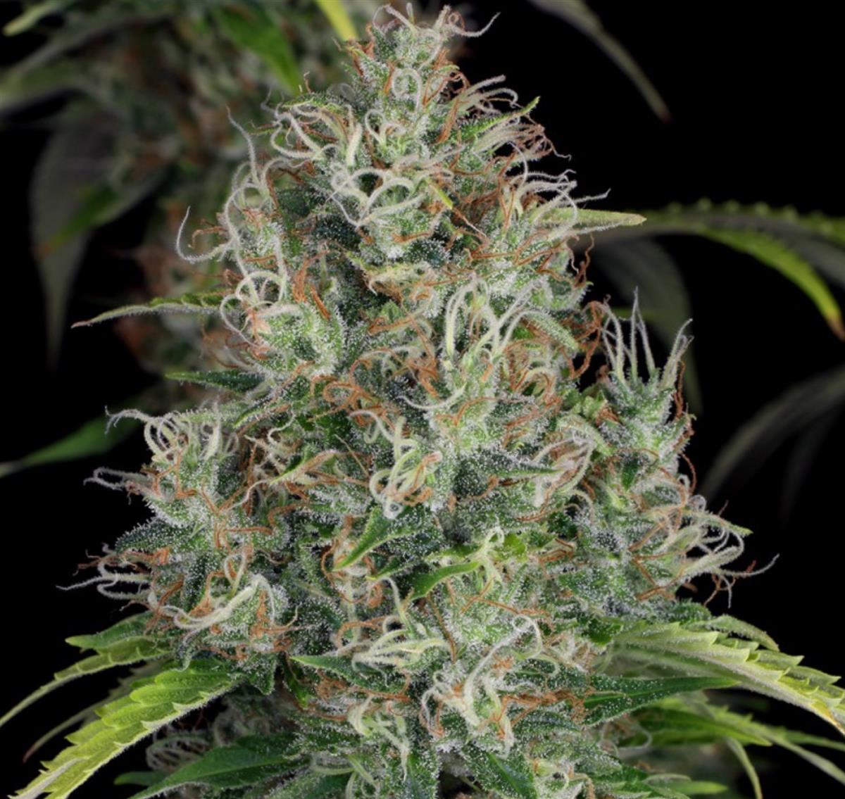 T.H. Seeds S.A.G.E. CBD Fem. 2St.