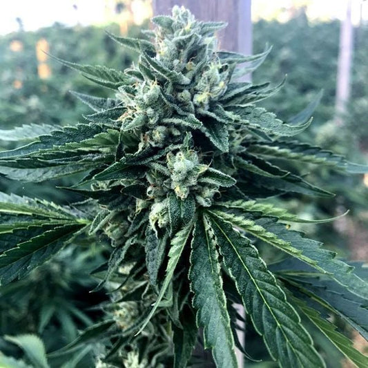 Humboldt Seeds Cinnamon Buddha Og Fem. 3St.