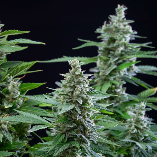 Royal Queen Seeds Easy Bud Auto Fem. 3St.