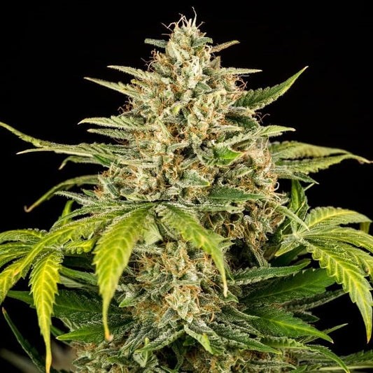 Royal Queen Seeds Green Gelato Auto Fem. 3St.