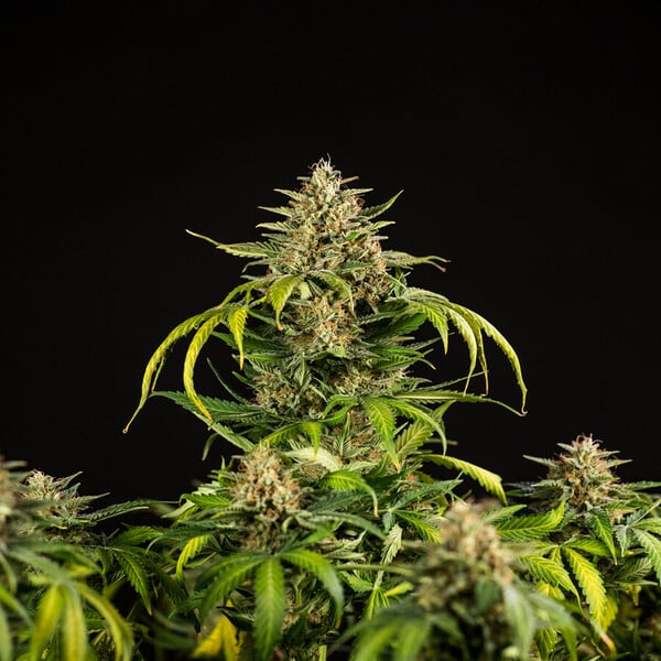 Royal Queen Seeds Green Gelato Auto Fem. 3St.