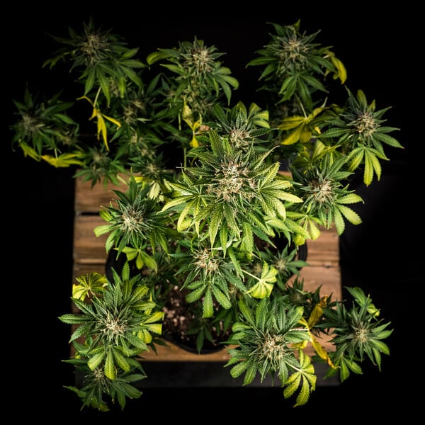 Royal Queen Seeds Green Gelato Auto Fem. 3St.