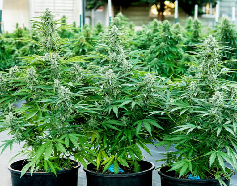 Royal Queen Seeds Titan F1 Auto Fem. 3St.
