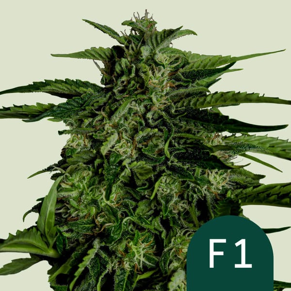 Royal Queen Seeds Apollo F1 Auto Fem. 3St.
