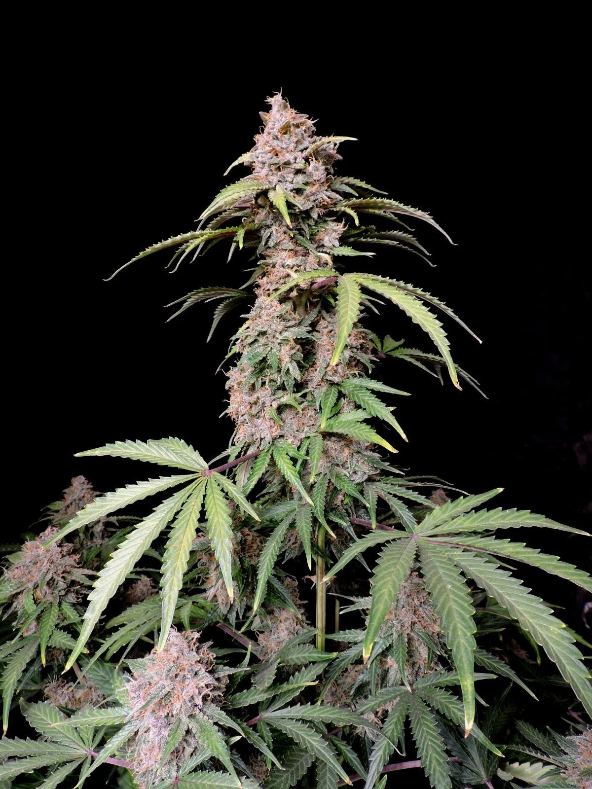 Fast Buds Amnesia Zkittlez Auto Fem. 3St.
