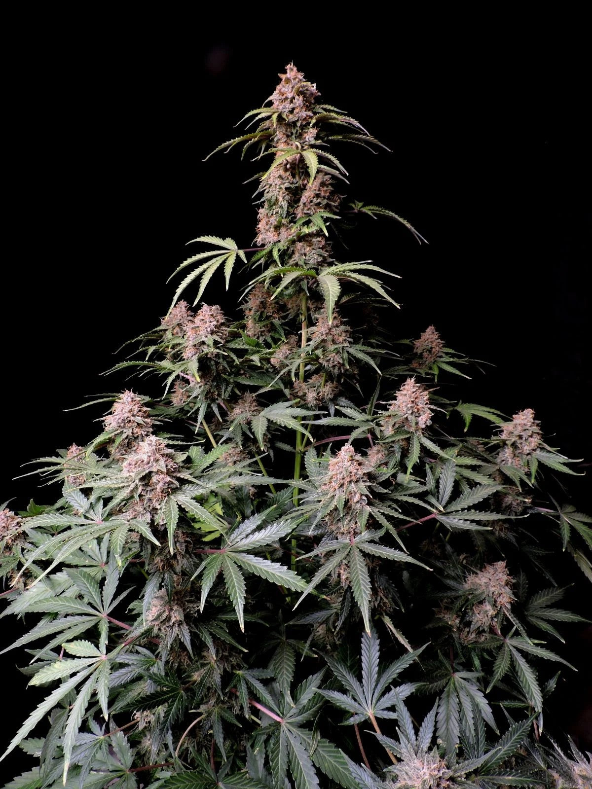 Fast Buds Amnesia Zkittlez Auto Fem. 3St.