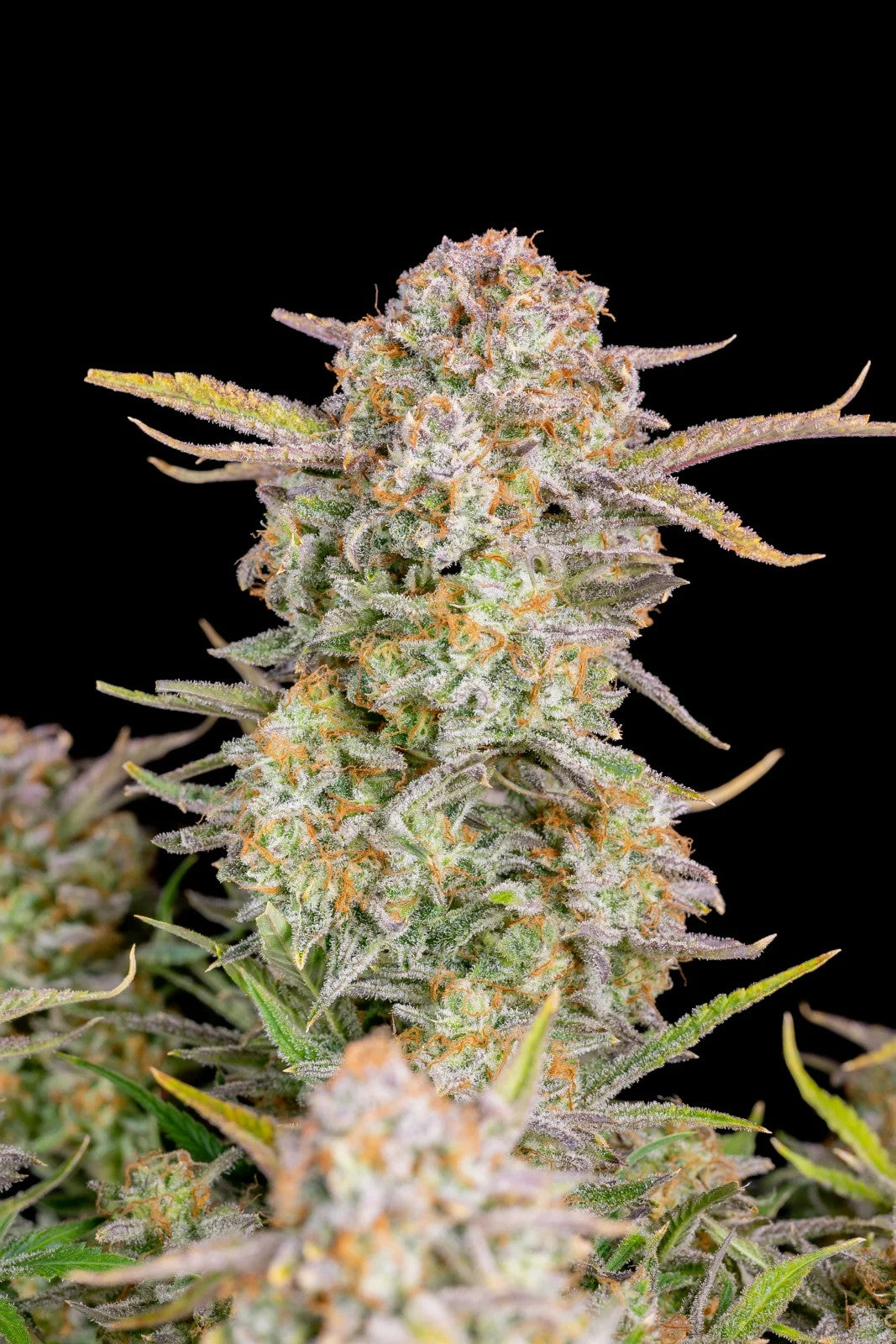 Fast Buds Bruce Banner Auto Fem. 3St.