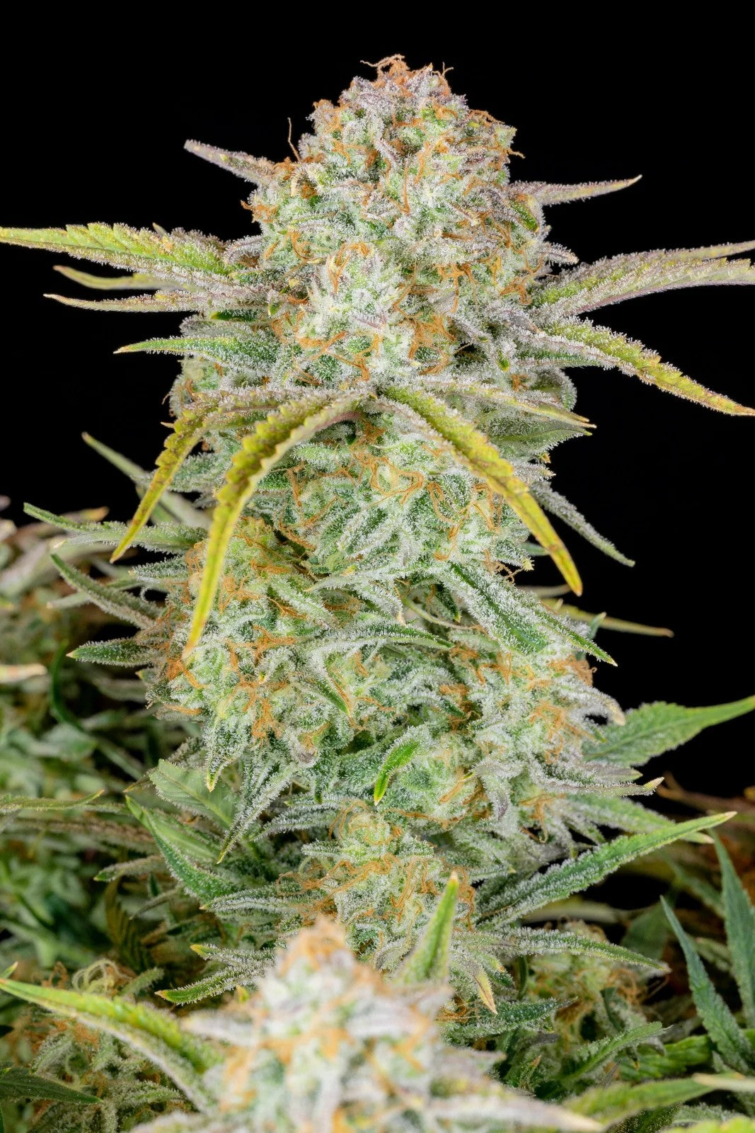 Fast Buds Bruce Banner Auto Fem. 3St.
