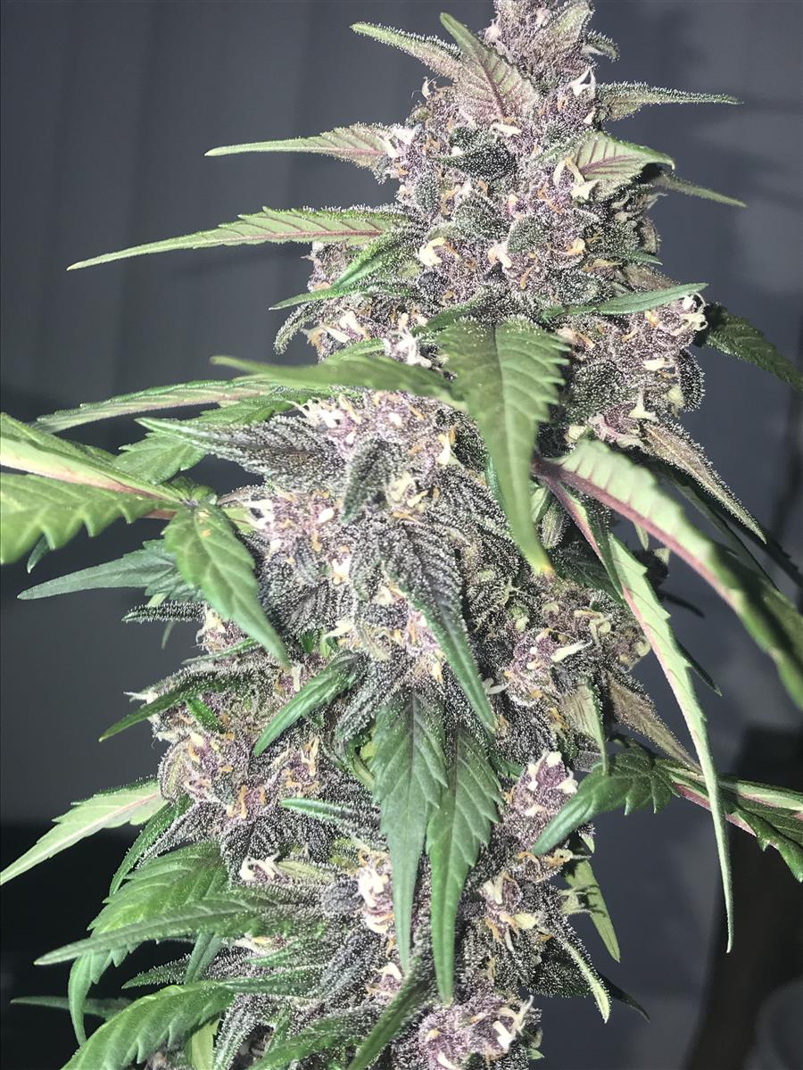Fast Buds LSD-25 Auto Fem. 3St.