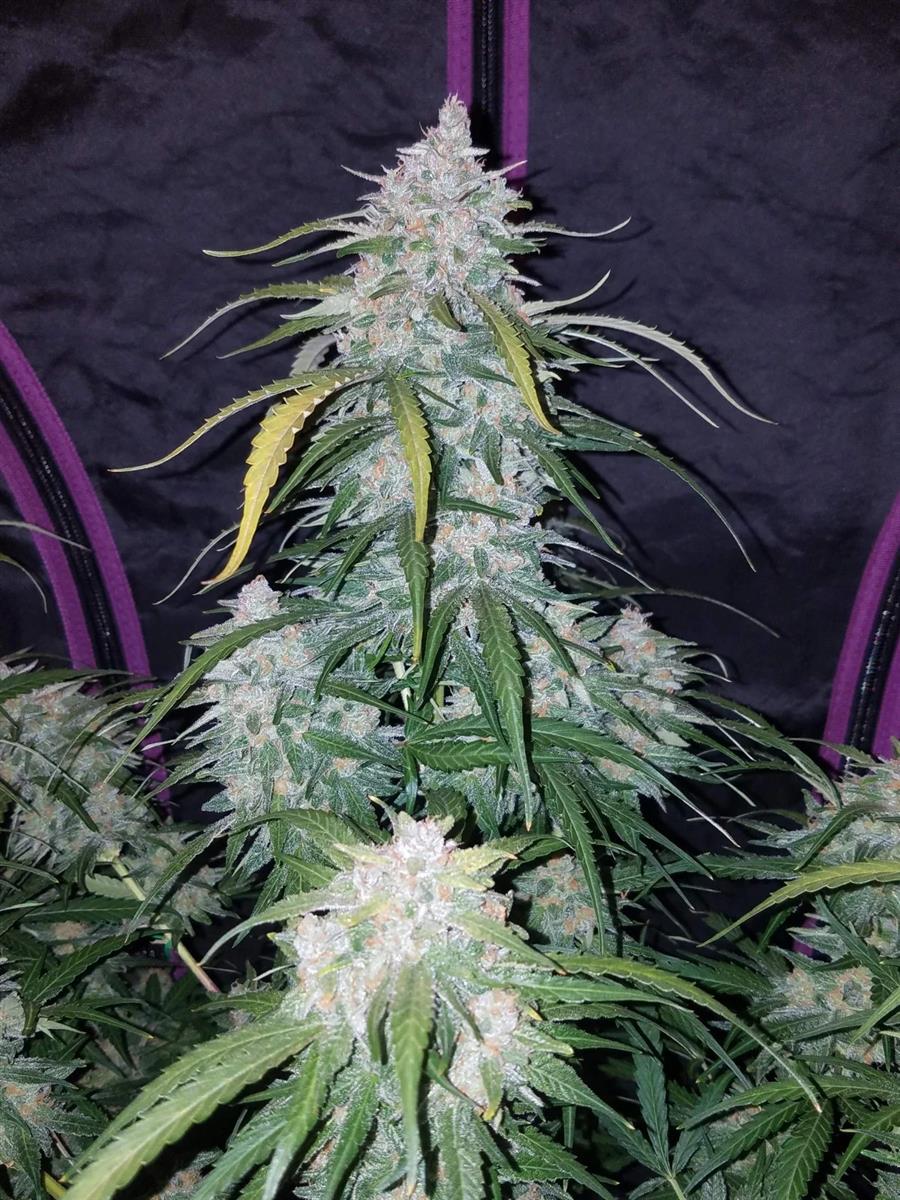 Fast Buds Pineapple Express Auto Fem. 3St.